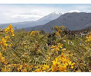 Workshop Aarde Element